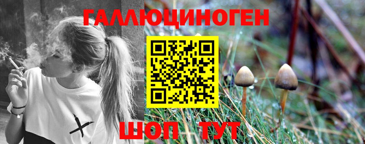 Галлюциногенные грибы Psilocybine cubensis Шахты